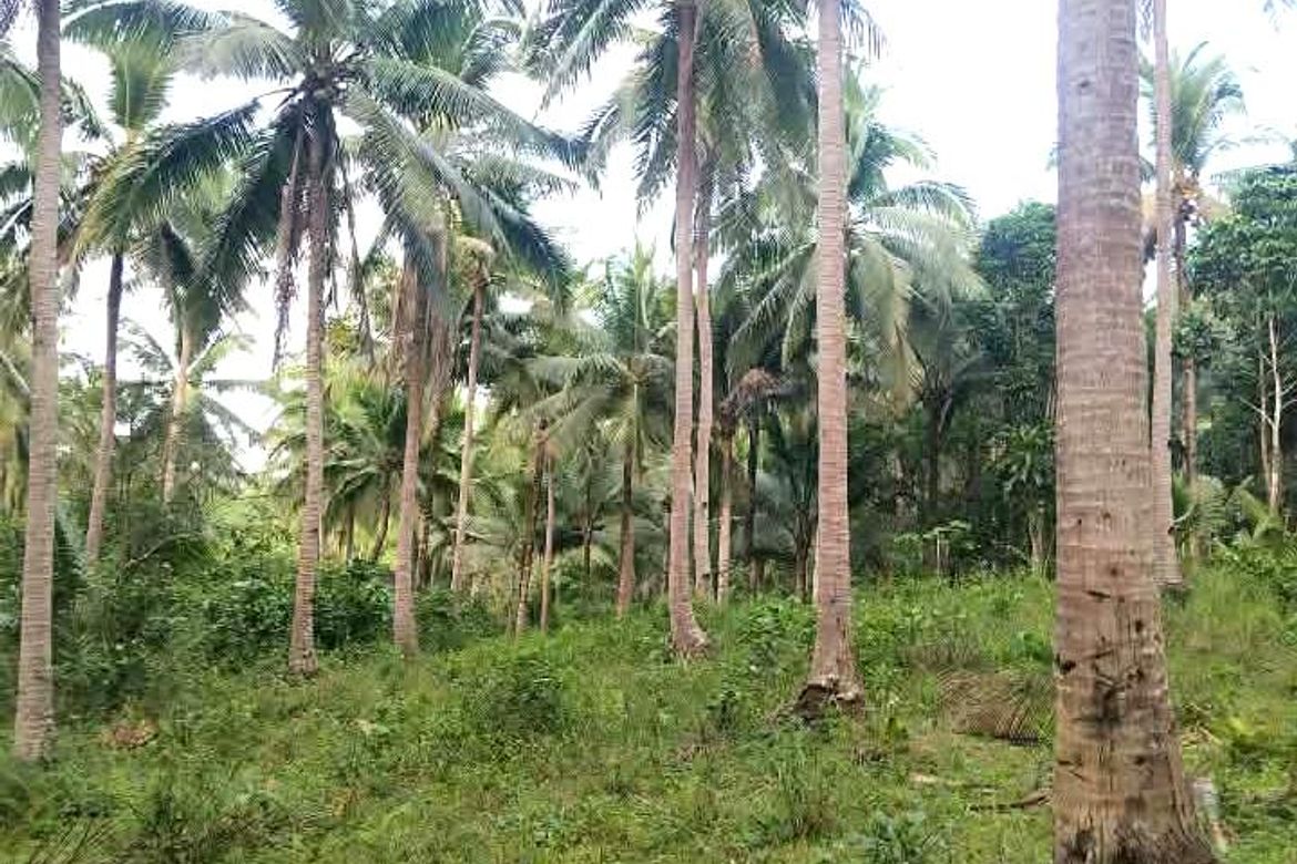 Land for Sale in Sinuknipan I, Del Gallego, Camarines Sur – photo 2