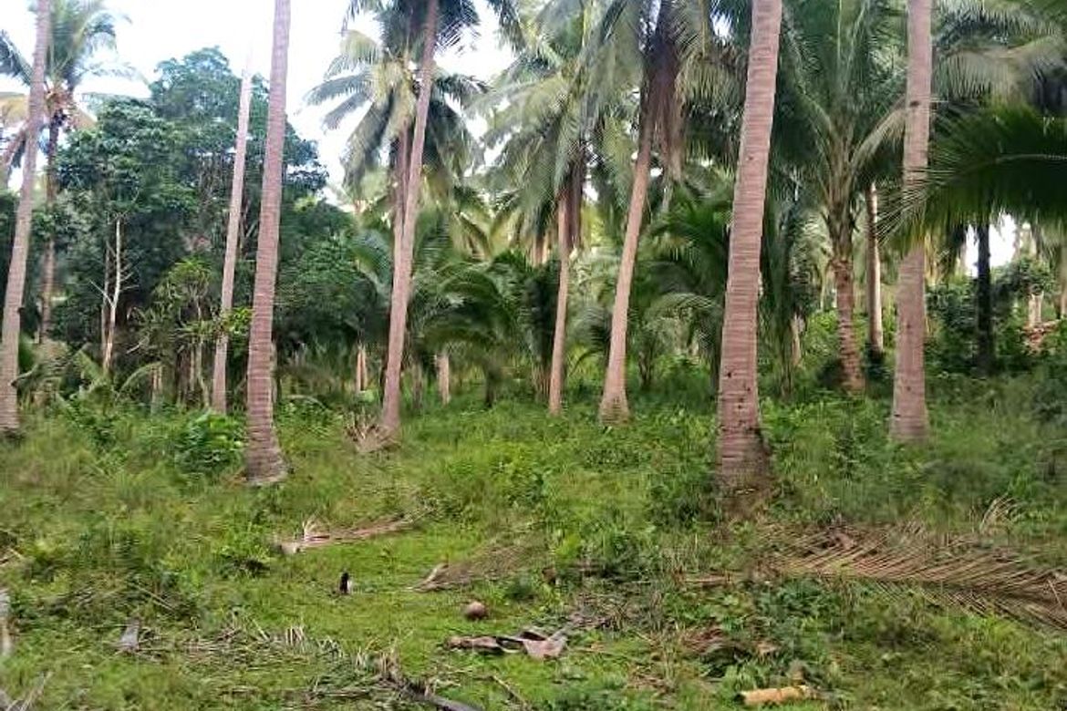 Land for Sale in Sinuknipan I, Del Gallego, Camarines Sur – photo 4