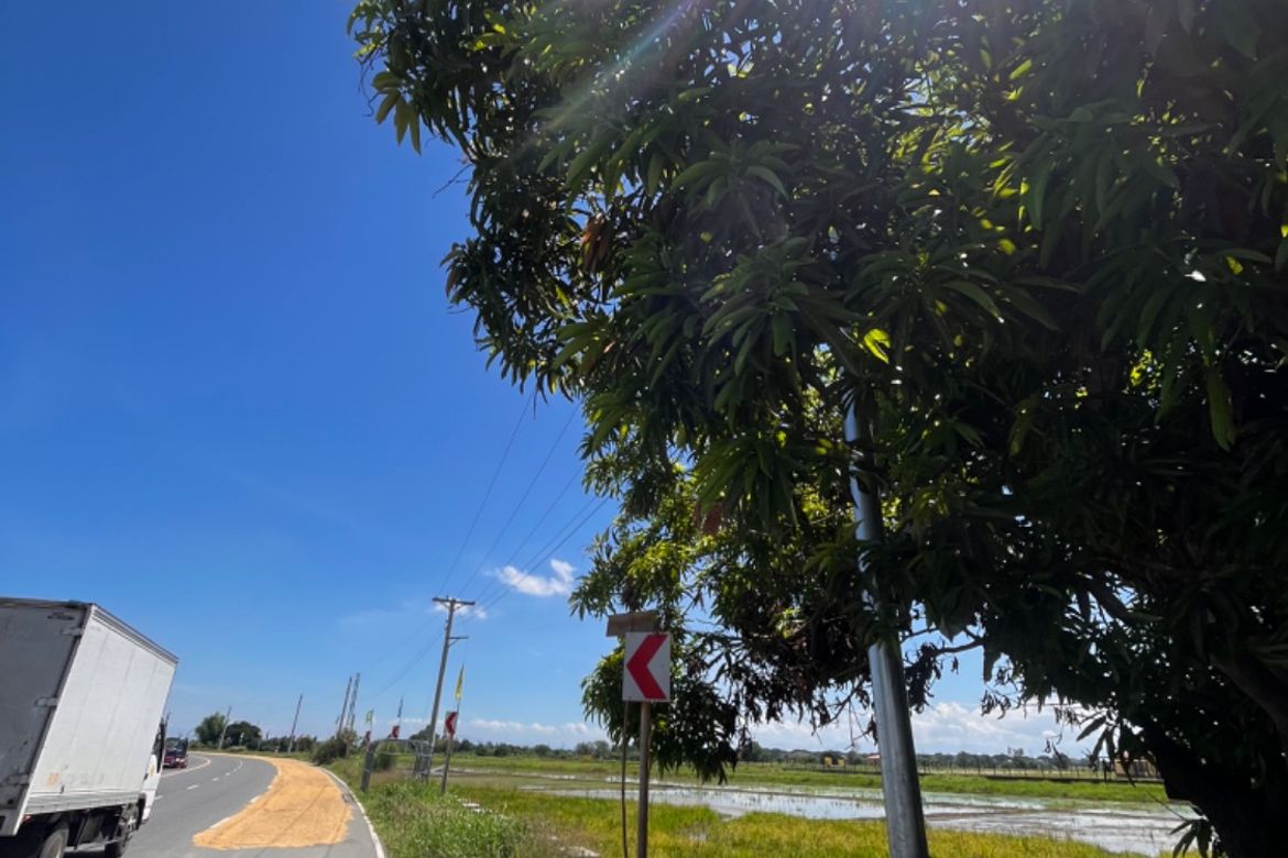 Land for Sale in Soledad, Santa Rosa, Nueva Ecija