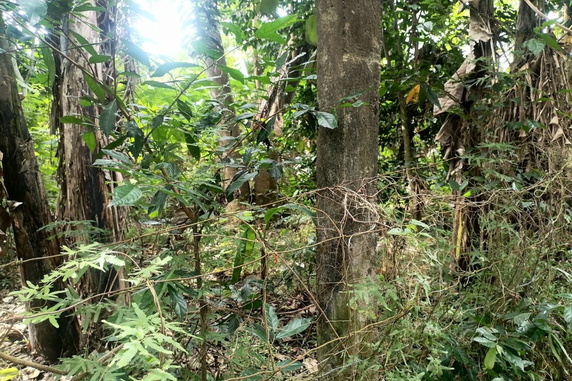 Land for Sale in Sulodpan, Bacong, Negros Oriental – photo 4