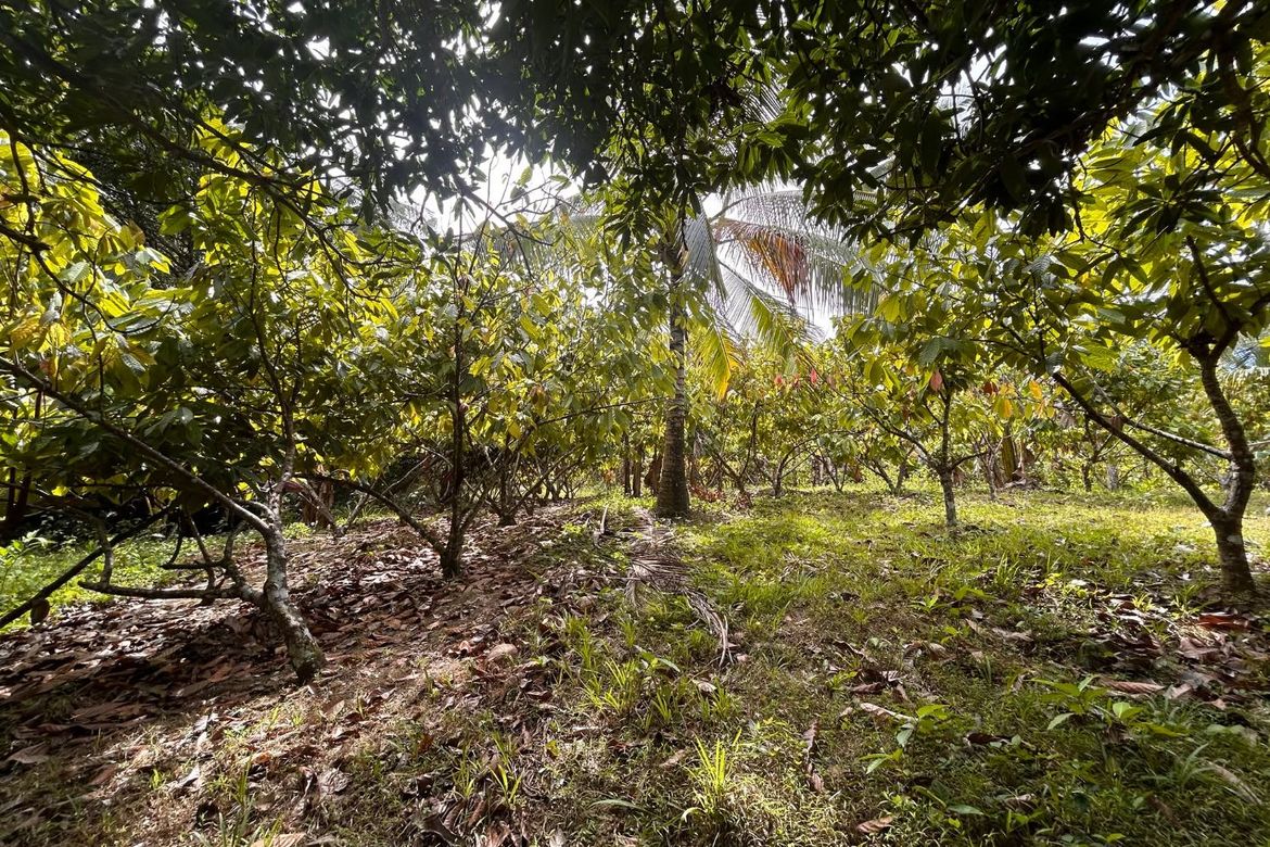 Land for Sale in Sumon, Tuburan, Cebu