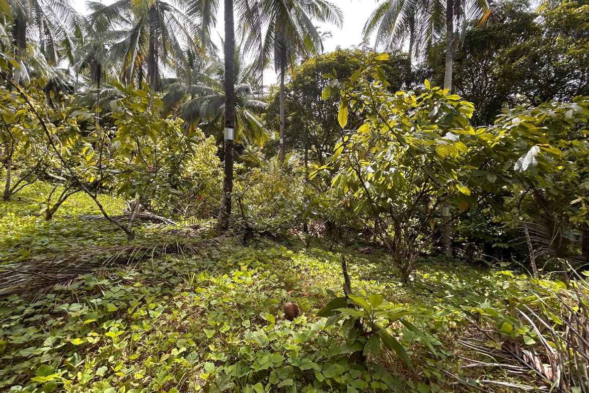 Land for Sale in Sumon, Tuburan, Cebu – photo 3