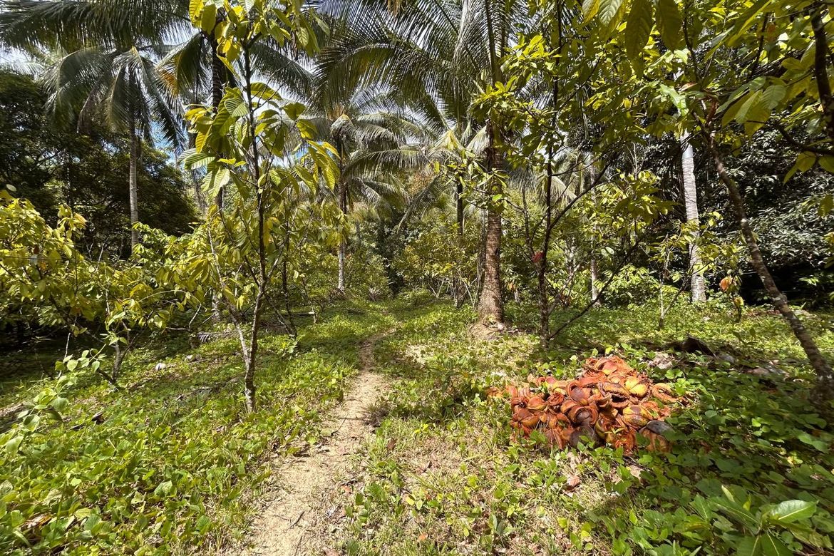 Land for Sale in Sumon, Tuburan, Cebu – photo 4