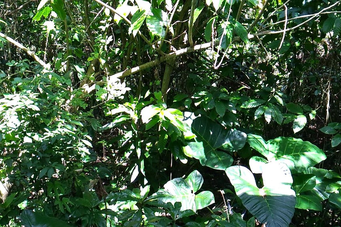 Land for Sale in Sun Valley, Parañaque, Metro Manila – photo 3