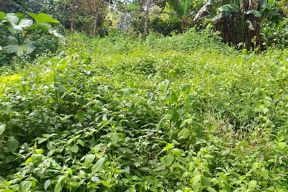 Land for Sale in Sun Valley, Parañaque, Metro Manila – photo 4