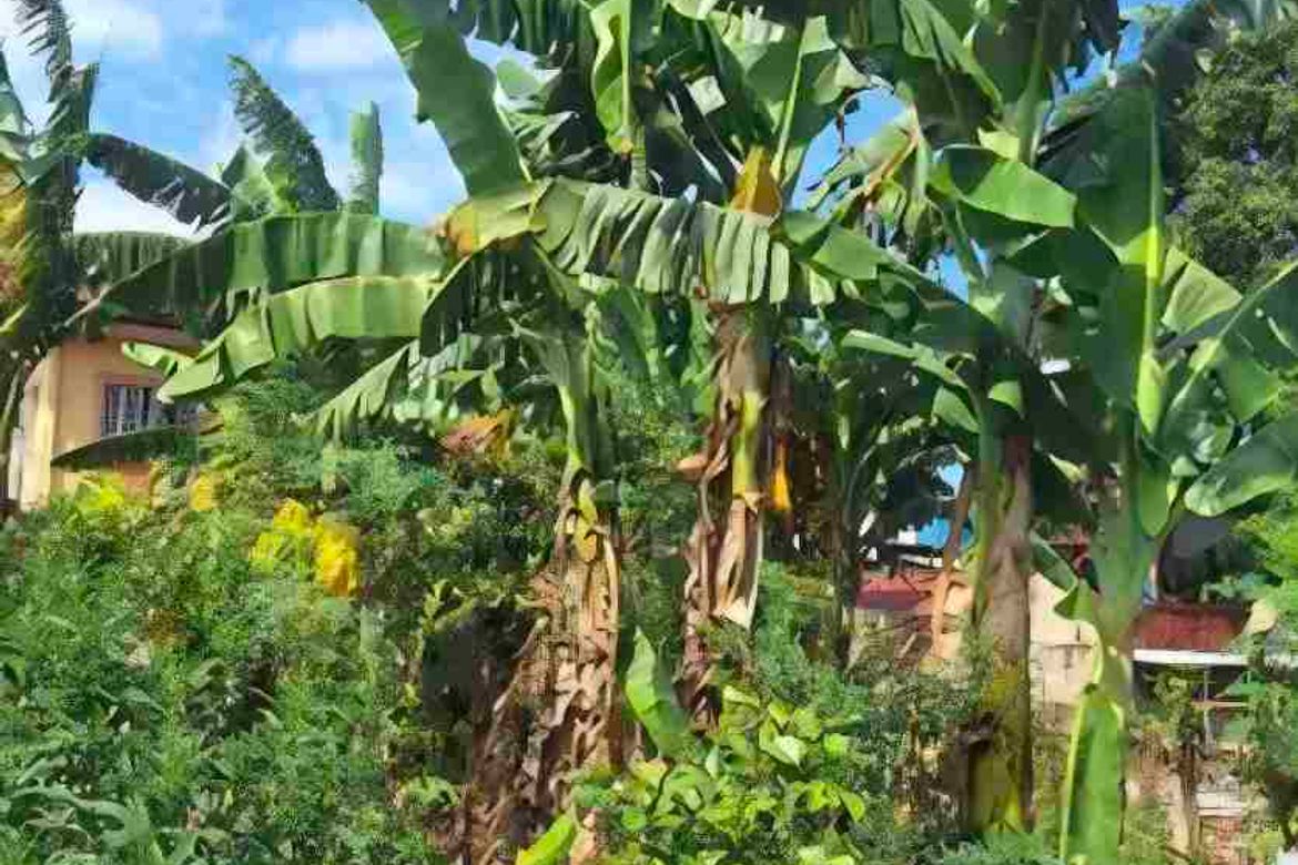 Land for Sale in Sun Valley, Parañaque, Metro Manila – photo 2