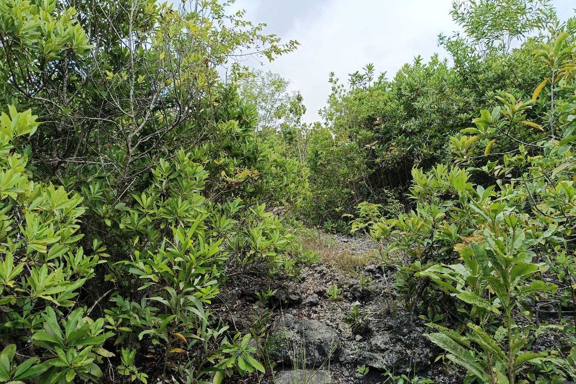 Land for Sale in Tabalong, Dauis, Bohol – photo 6