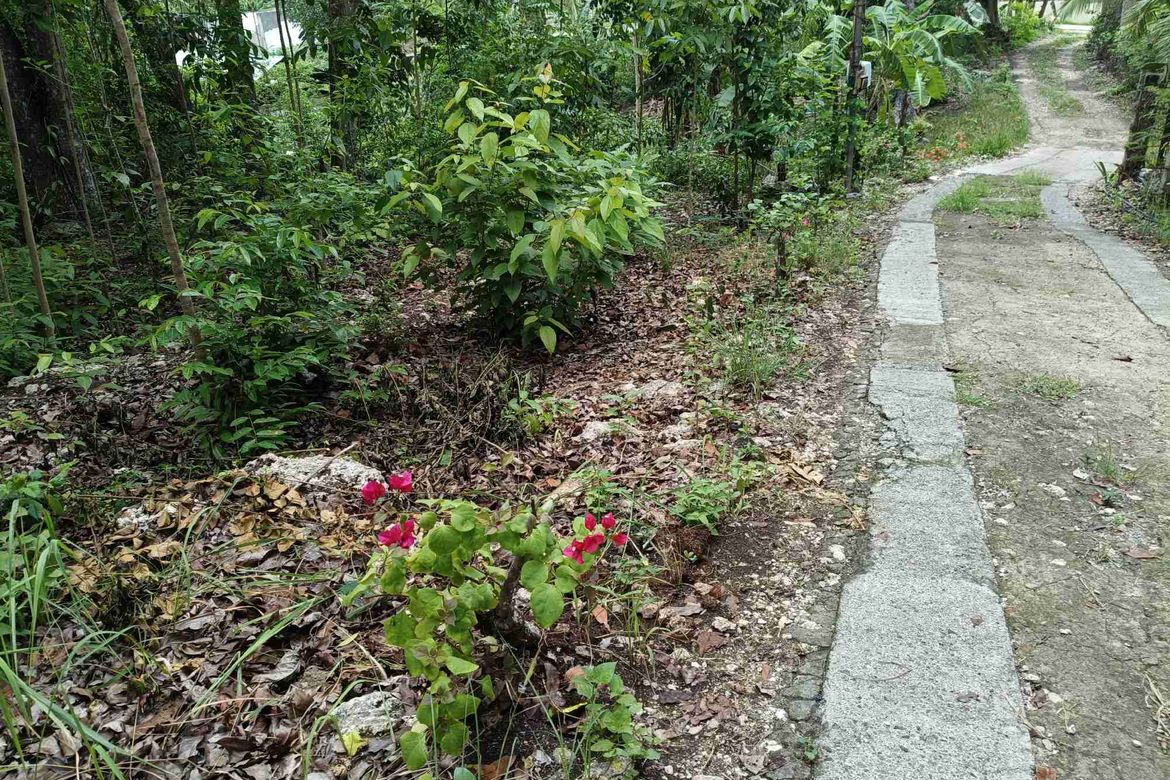 Land for Sale in Tabalong, Dauis, Bohol