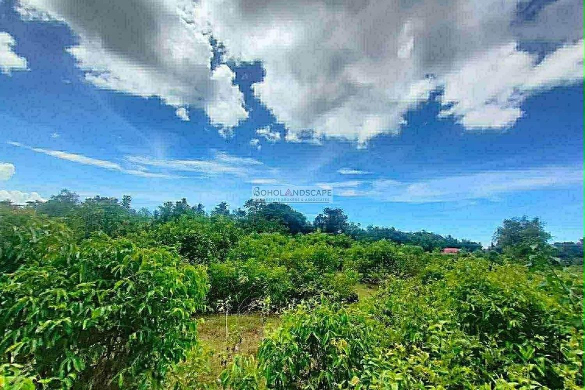 Land for Sale in Tabalong, Dauis, Bohol