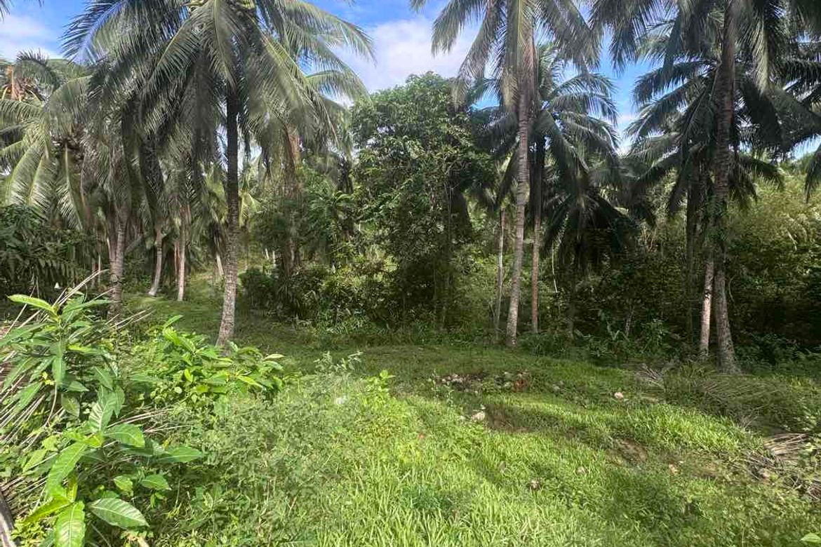 Land for Sale in Tabugon, Santa Elena, Camarines Norte – photo 4
