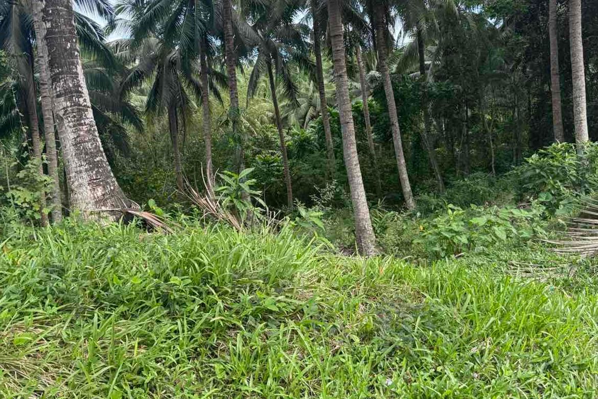 Land for Sale in Tabugon, Santa Elena, Camarines Norte – photo 8