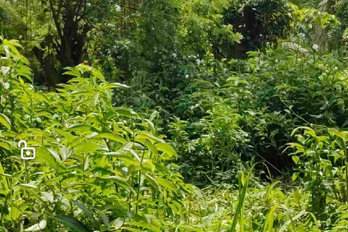 Land for Sale in Tacunan, Davao City, Davao del Sur – photo 7