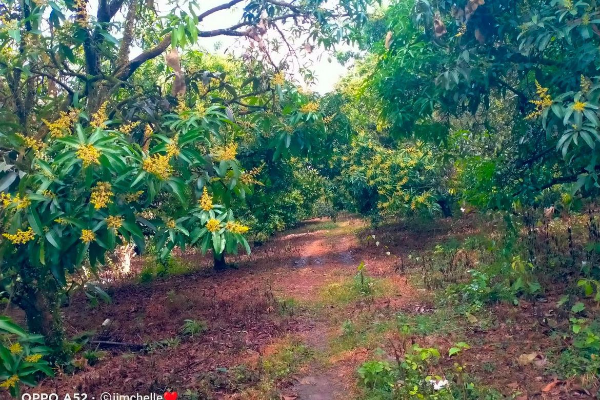 Land for Sale in Tagbay, Samal, Davao del Norte – photo 4