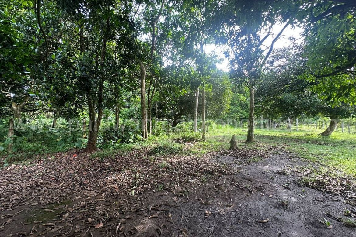 Land for Sale in Tagburos, Puerto Princesa, Palawan – photo 2