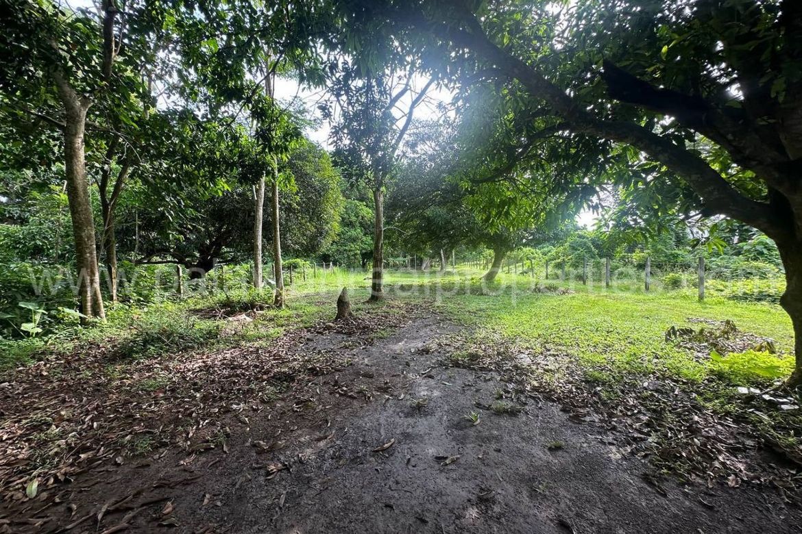 Land for Sale in Tagburos, Puerto Princesa, Palawan – photo 3
