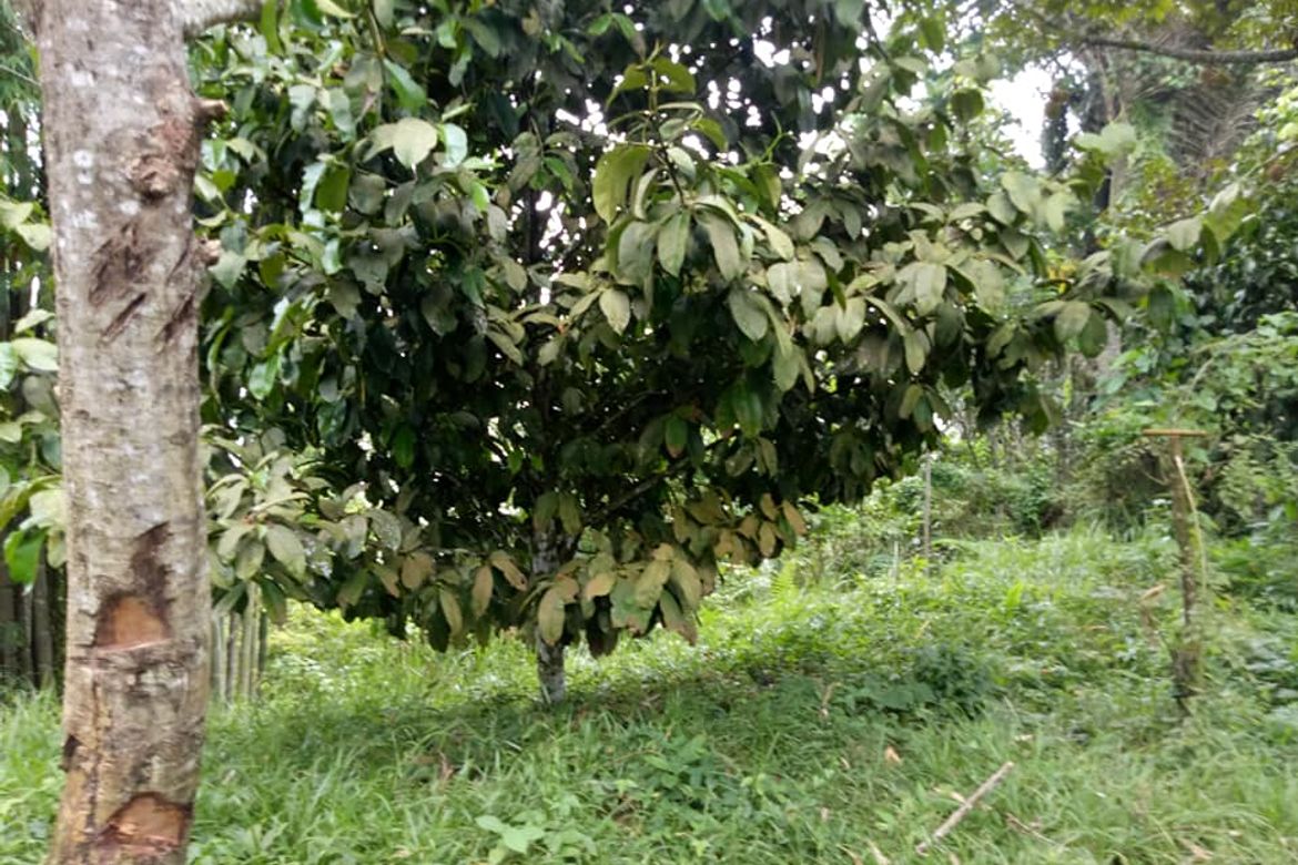 Land for Sale in Tagurano, Davao City, Davao del Sur – photo 2