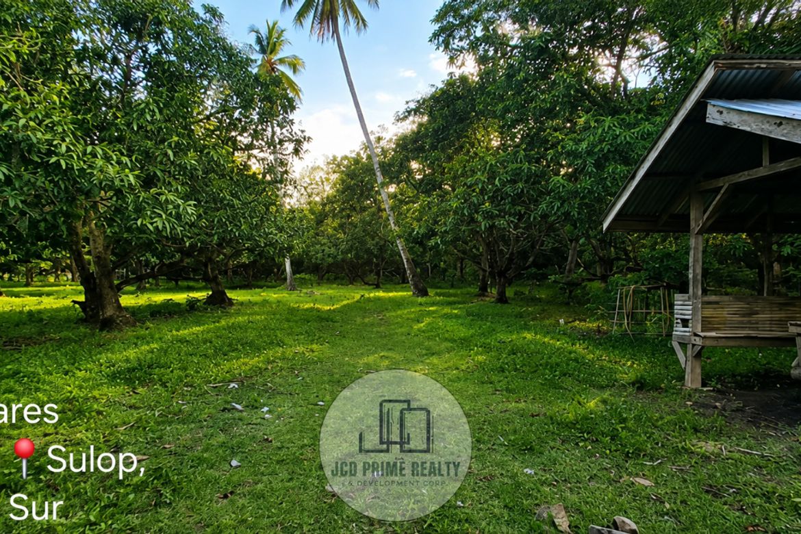 Land for Sale in Tala-O, Sulop, Davao del Sur – photo 2