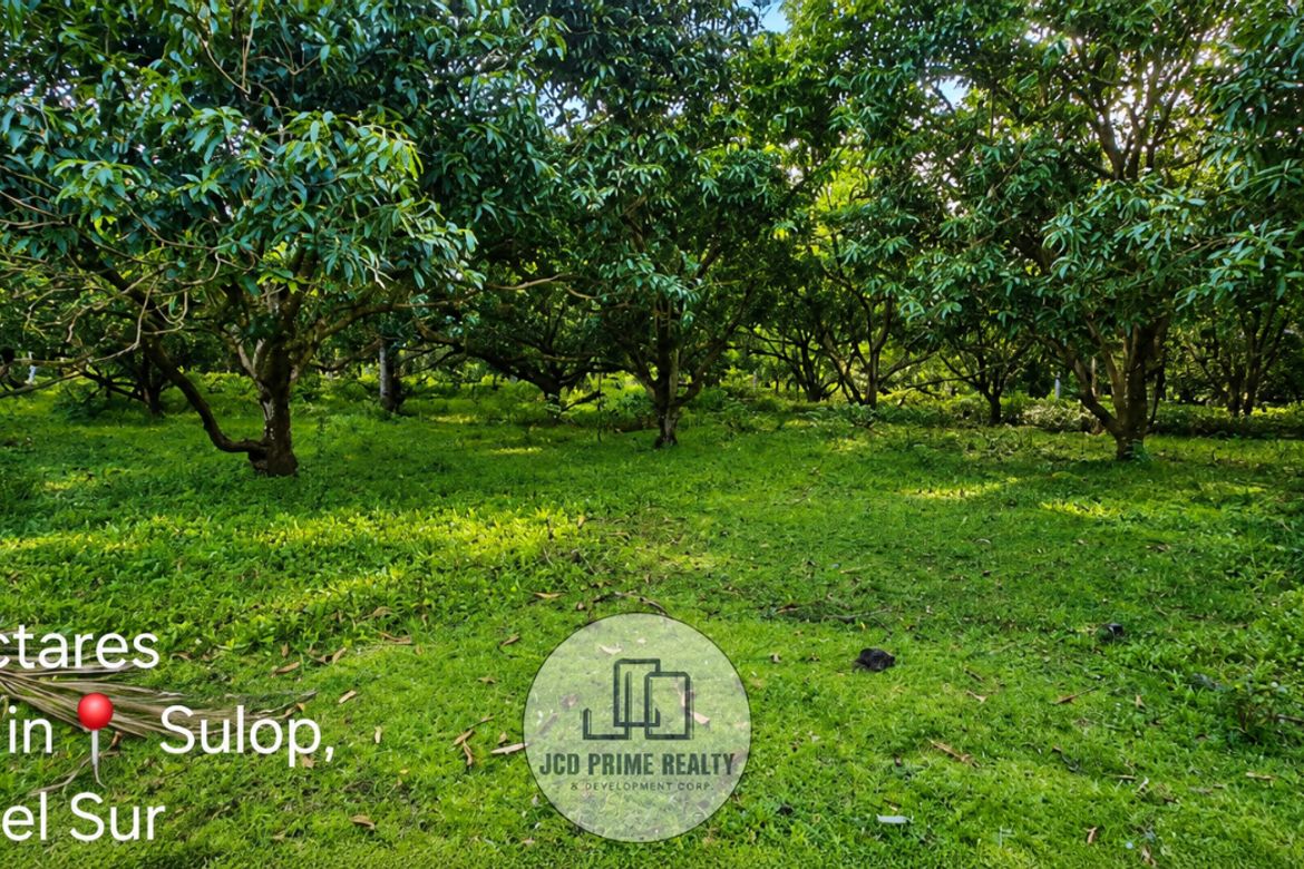 Land for Sale in Tala-O, Sulop, Davao del Sur – photo 3