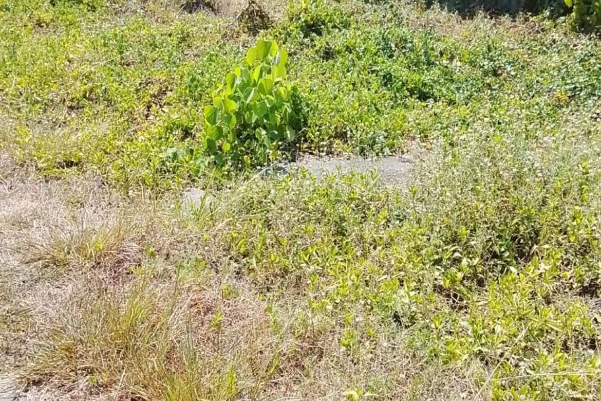 Land for Sale in Talamban, Cebu City, Cebu – photo 4