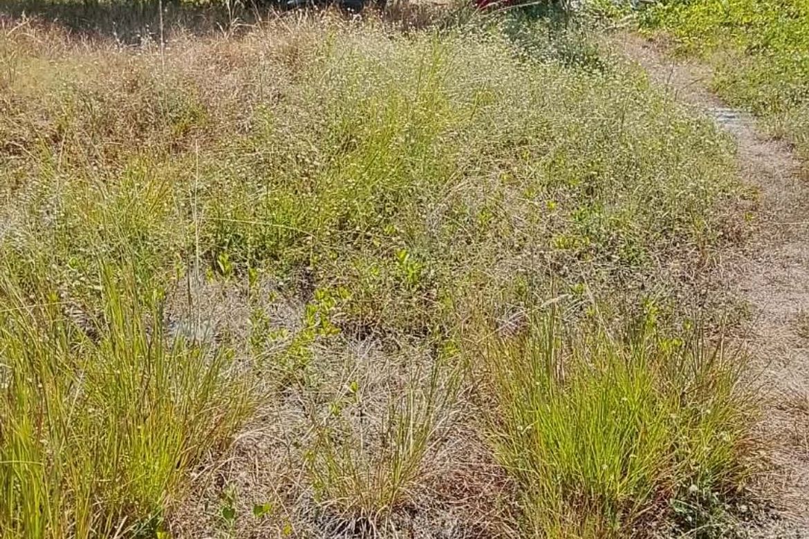 Land for Sale in Talamban, Cebu City, Cebu – photo 5