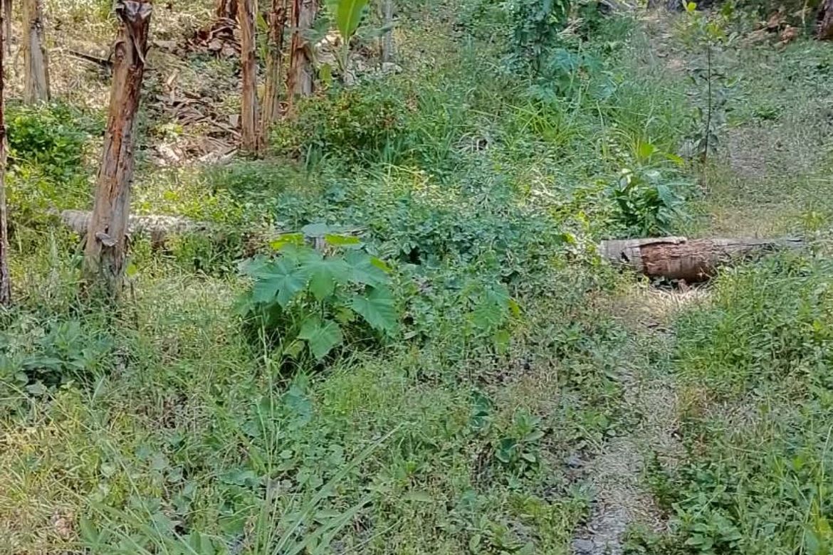 Land for Sale in Talamban, Cebu City, Cebu – photo 8