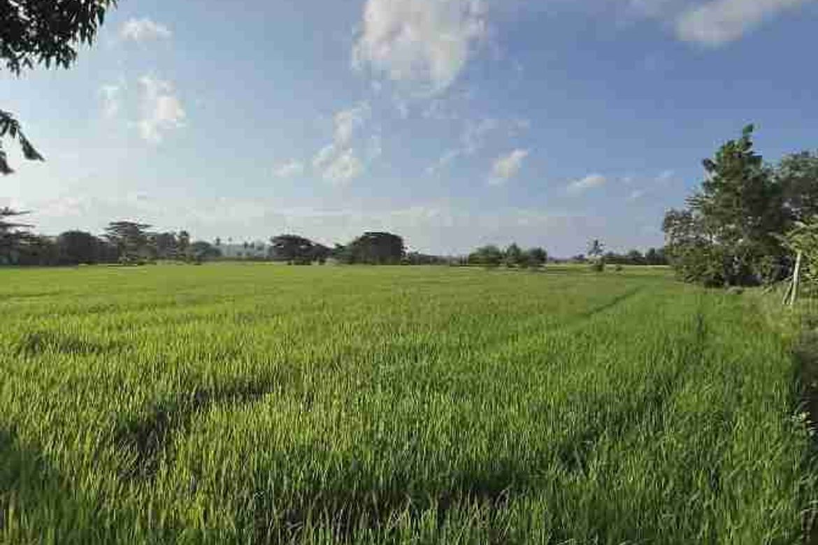 Land for Sale in Talanghauan, Cabatuan, Iloilo – photo 2