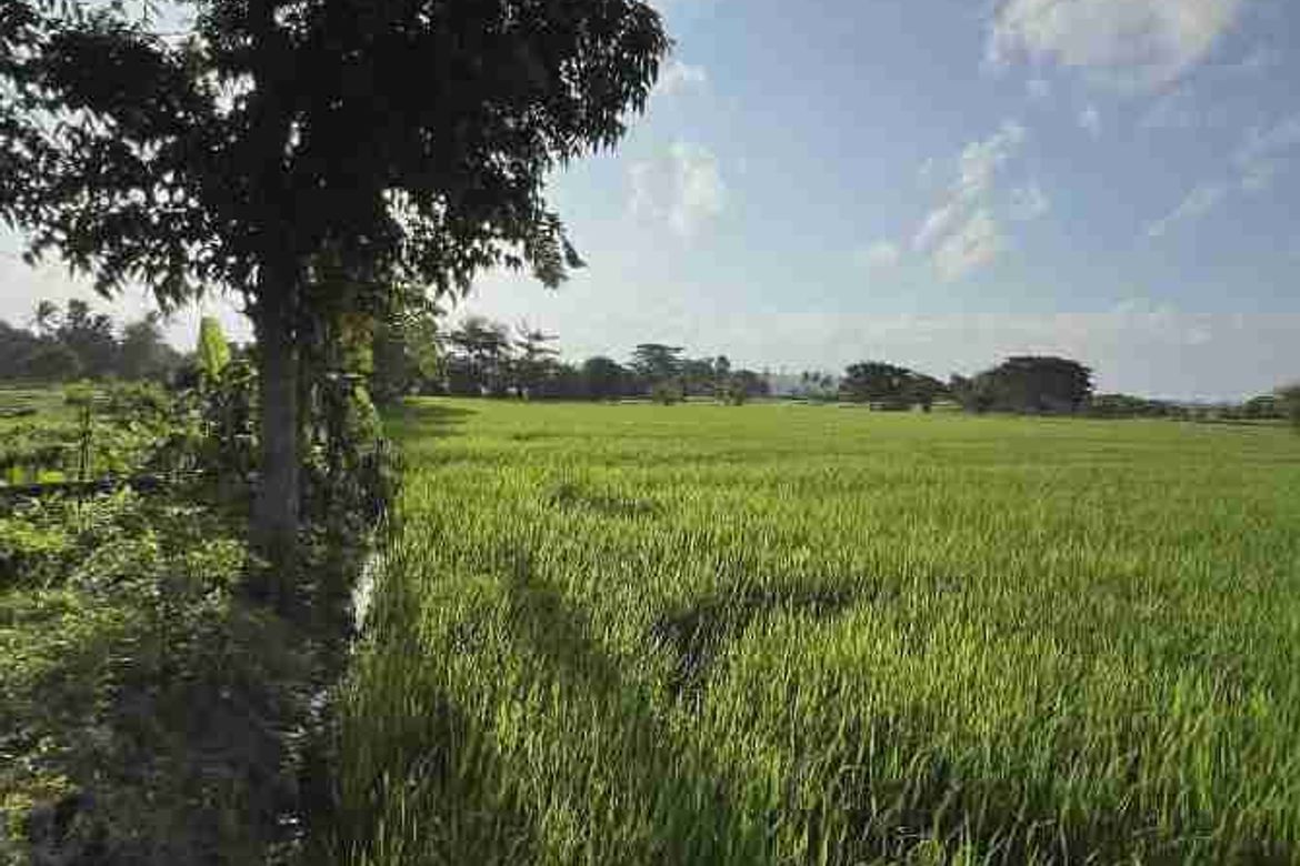 Land for Sale in Talanghauan, Cabatuan, Iloilo – photo 4