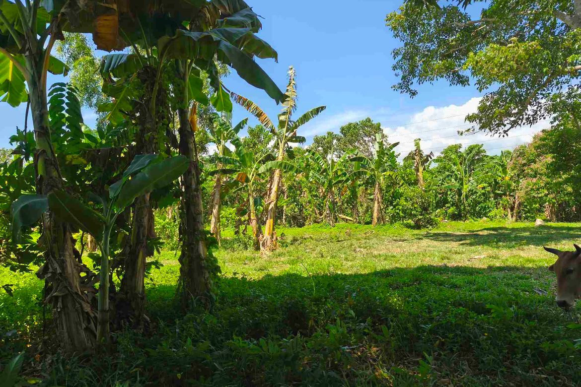 Land for Sale in Talavera, Toledo, Cebu – photo 3