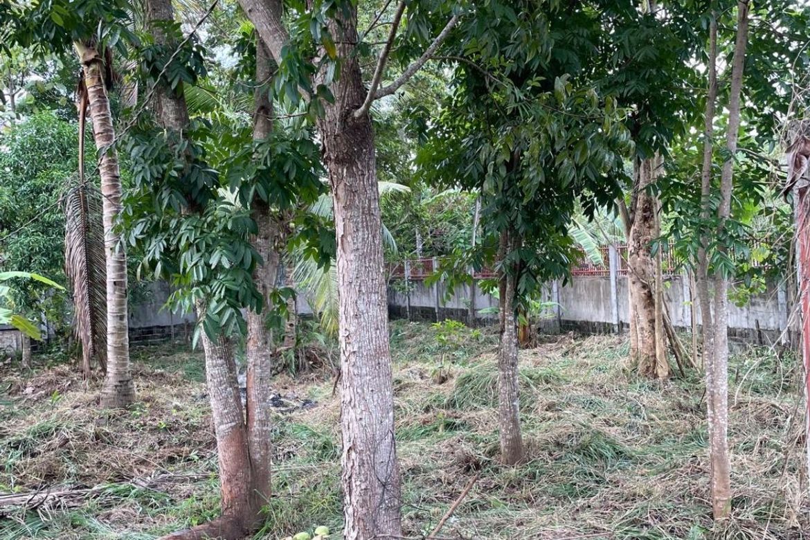 Land for Sale in Talay, Dumaguete, Negros Oriental – photo 4