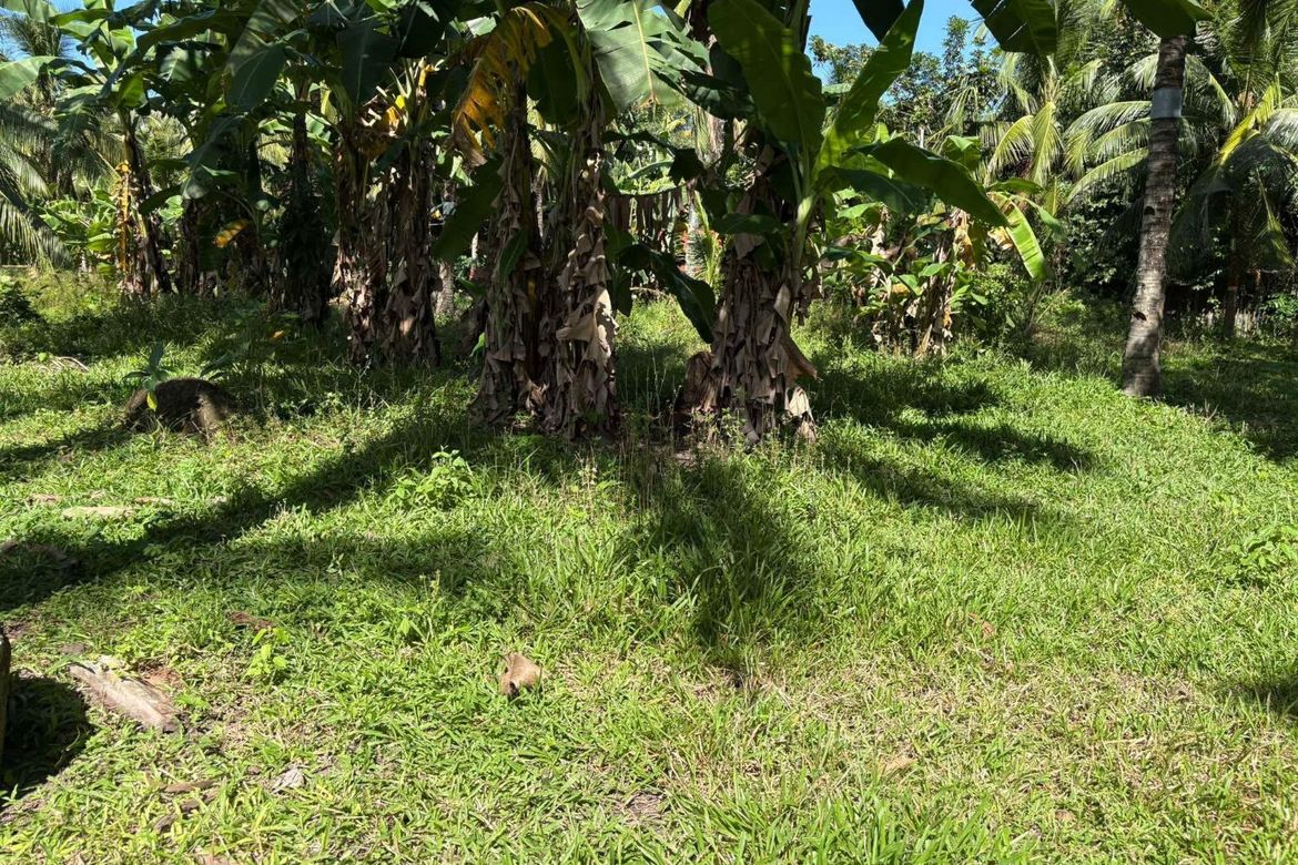 Land for Sale in Talay, Dumaguete, Negros Oriental – photo 6