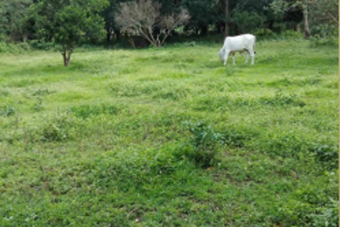 Land for Sale in Talisay, Lipa, Batangas – photo 3