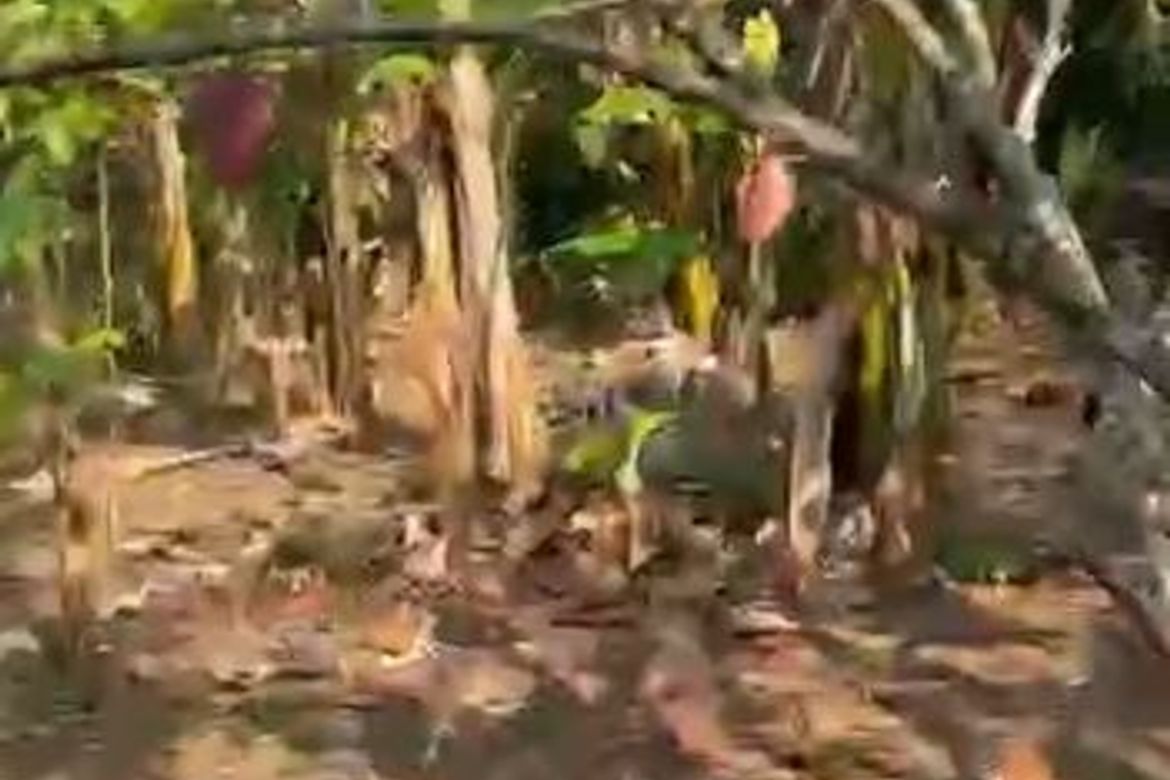Land for Sale in Talon, Amadeo, Cavite
