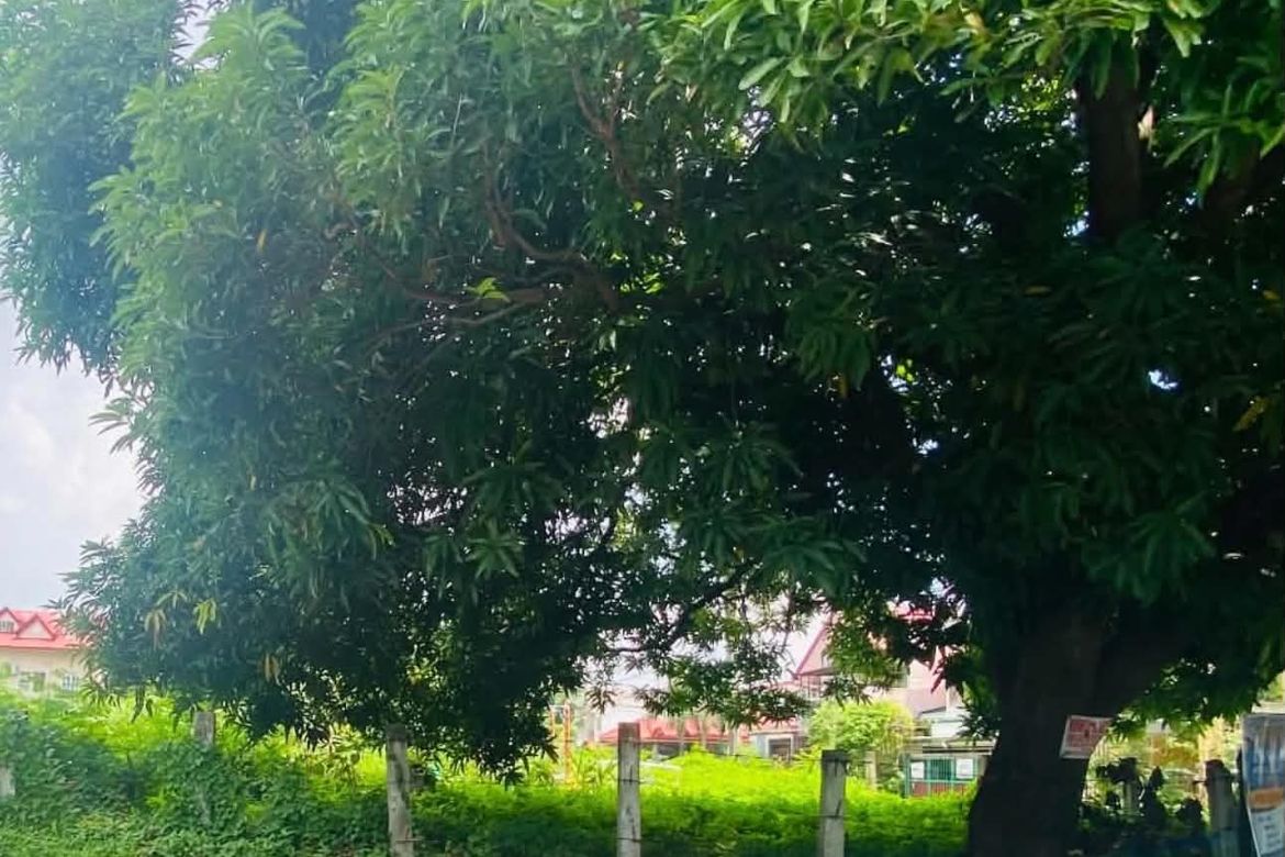 Land for Sale in Talon Dos, Las Piñas, Metro Manila – photo 3