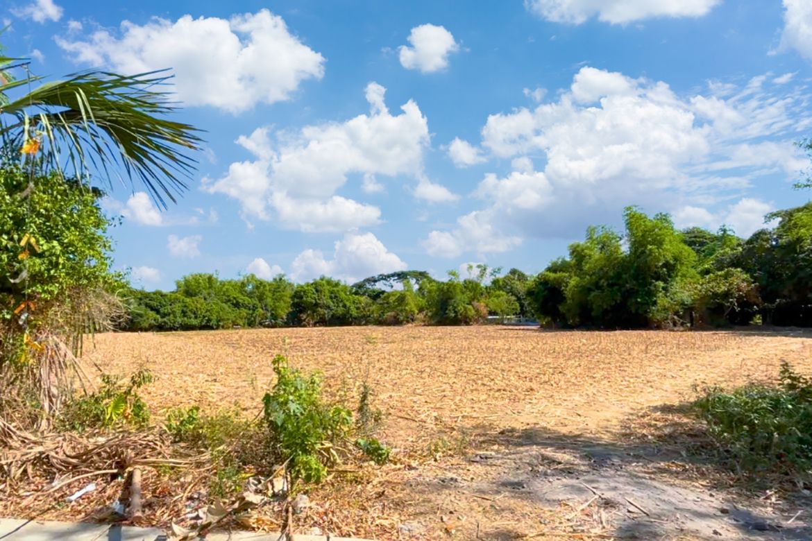 Land for Sale in Taloy, Malasiqui, Pangasinan