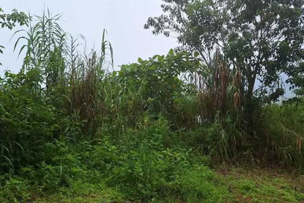 Land for Sale in Taloy Norte, Tuba, Benguet – photo 5