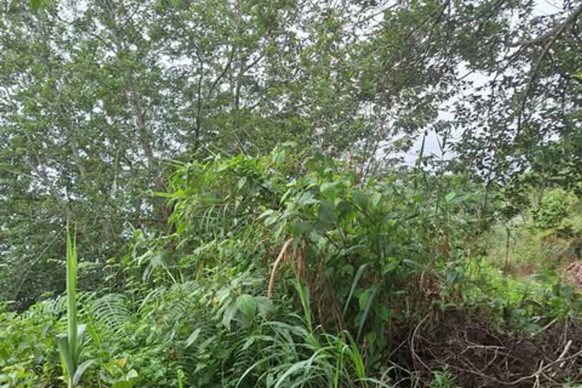 Land for Sale in Taloy Norte, Tuba, Benguet – photo 8