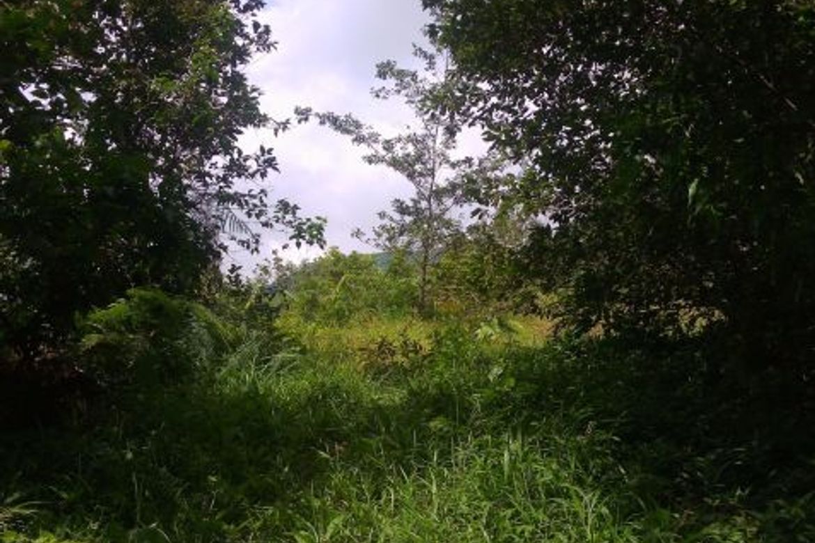 Land for Sale in Taloy Sur, Tuba, Benguet – photo 4