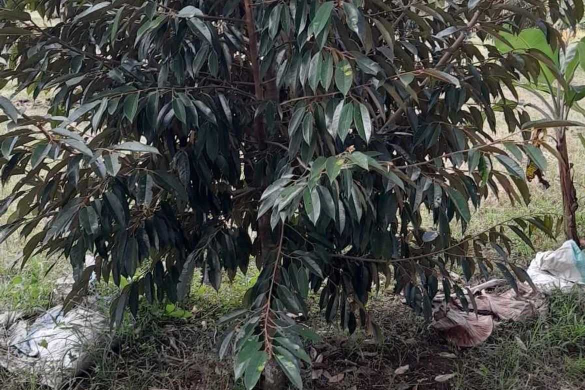 Land for Sale in Tamayong, Davao City, Davao del Sur – photo 2