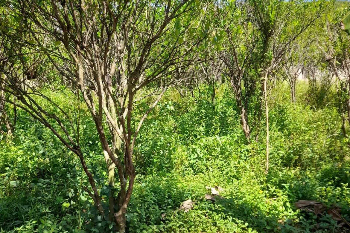 Land for Sale in Tamiao, Compostela, Cebu – photo 2