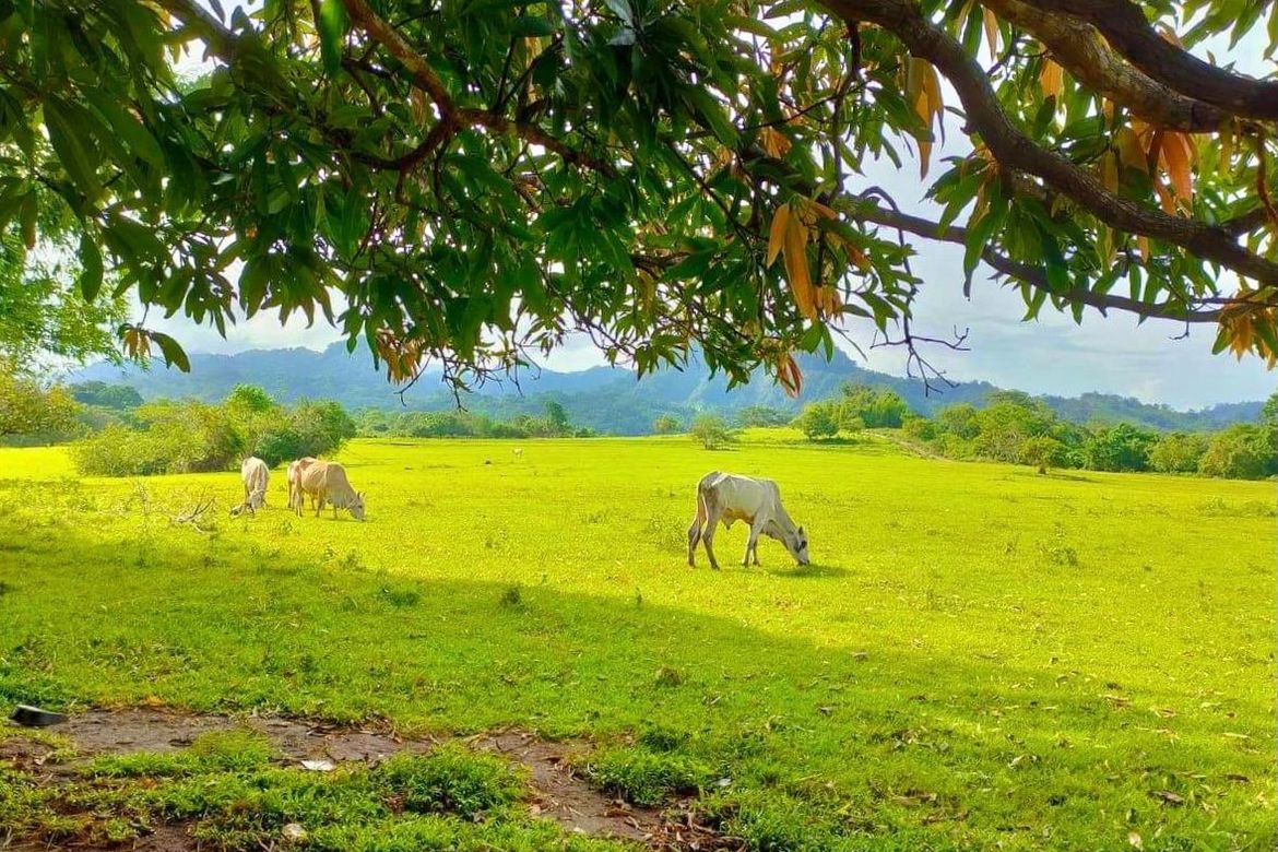 Land for Sale in Tanato, Balanga, Bataan – photo 2