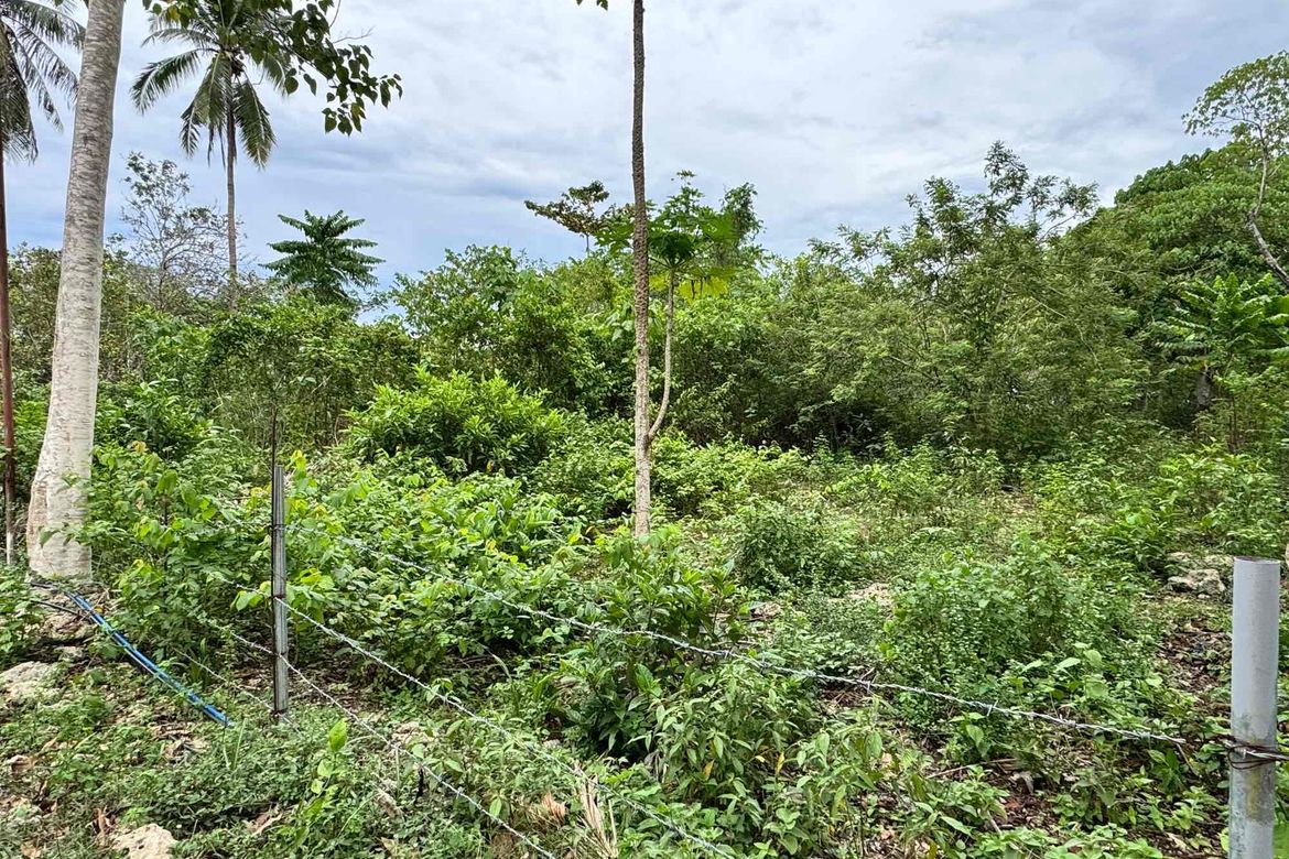 Land for Sale in Tangnan, Panglao, Bohol – photo 4