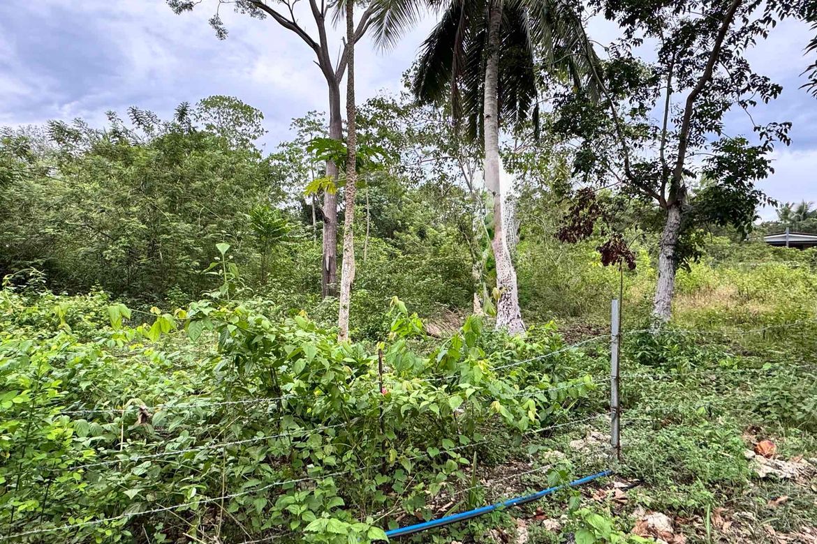 Land for Sale in Tangnan, Panglao, Bohol – photo 2