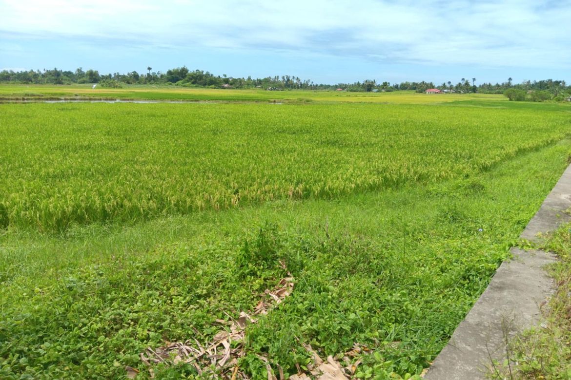 Land for Sale in Tapal, Ubay, Bohol – photo 6