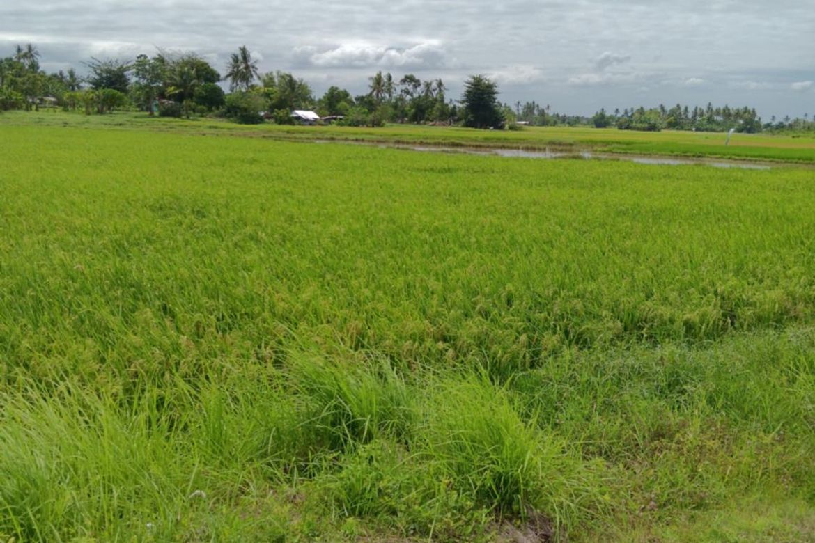Land for Sale in Tapal, Ubay, Bohol – photo 8