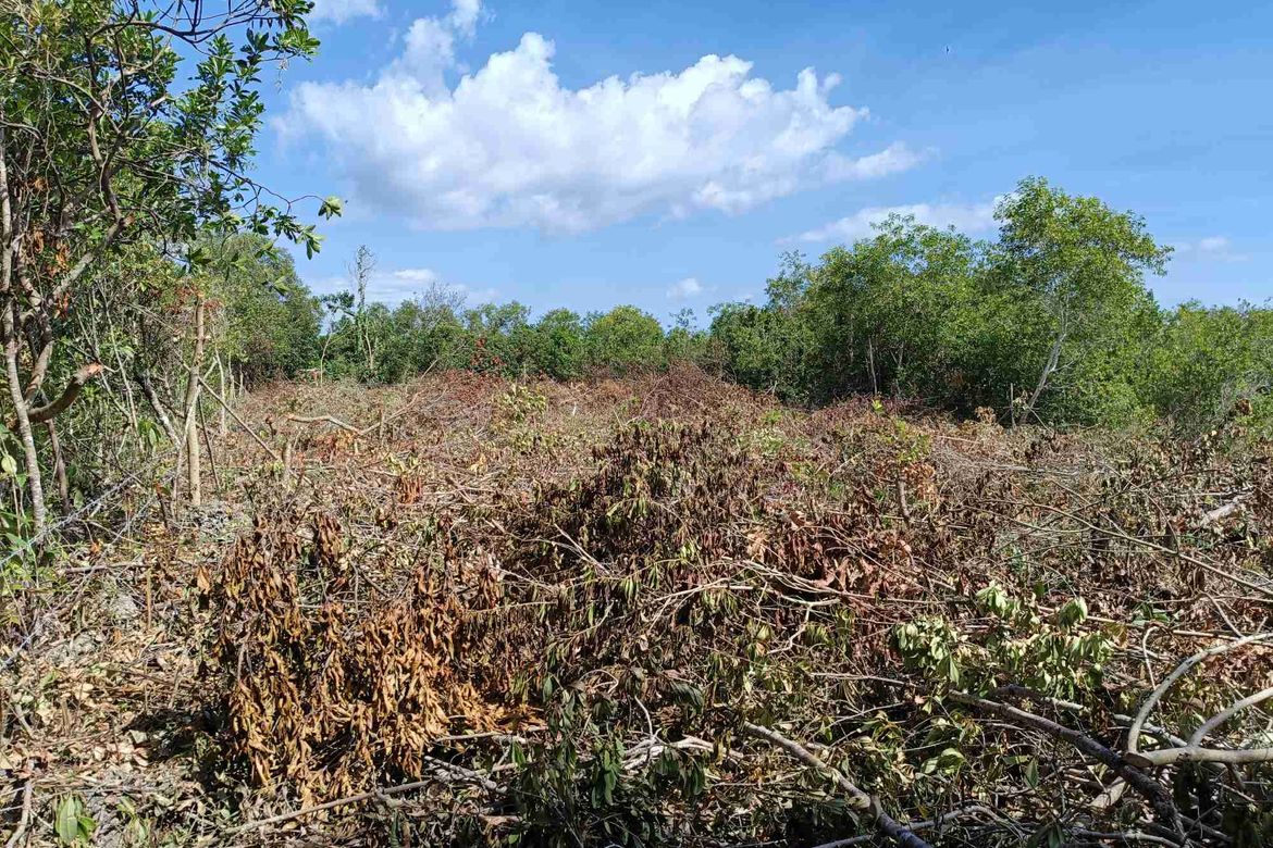 Land for Sale in Tawala, Panglao, Bohol – photo 5