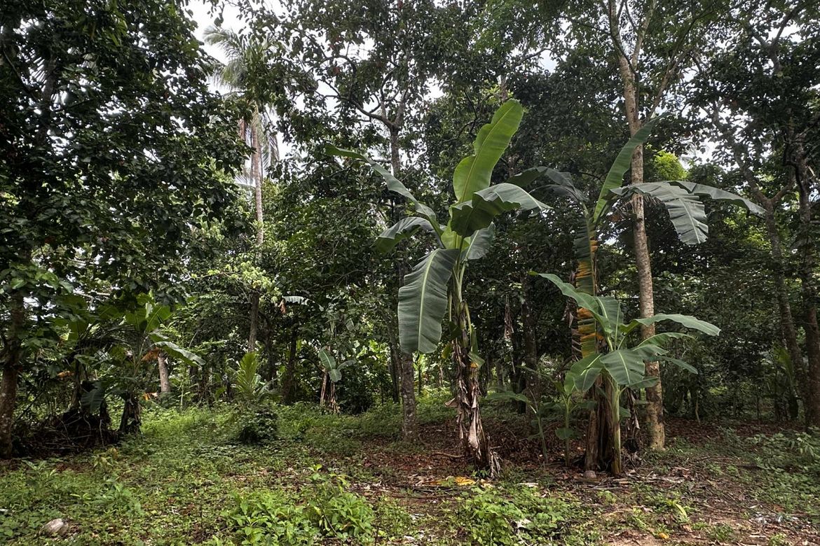 Land for Sale in Taywanak Ilaya, Alfonso, Cavite