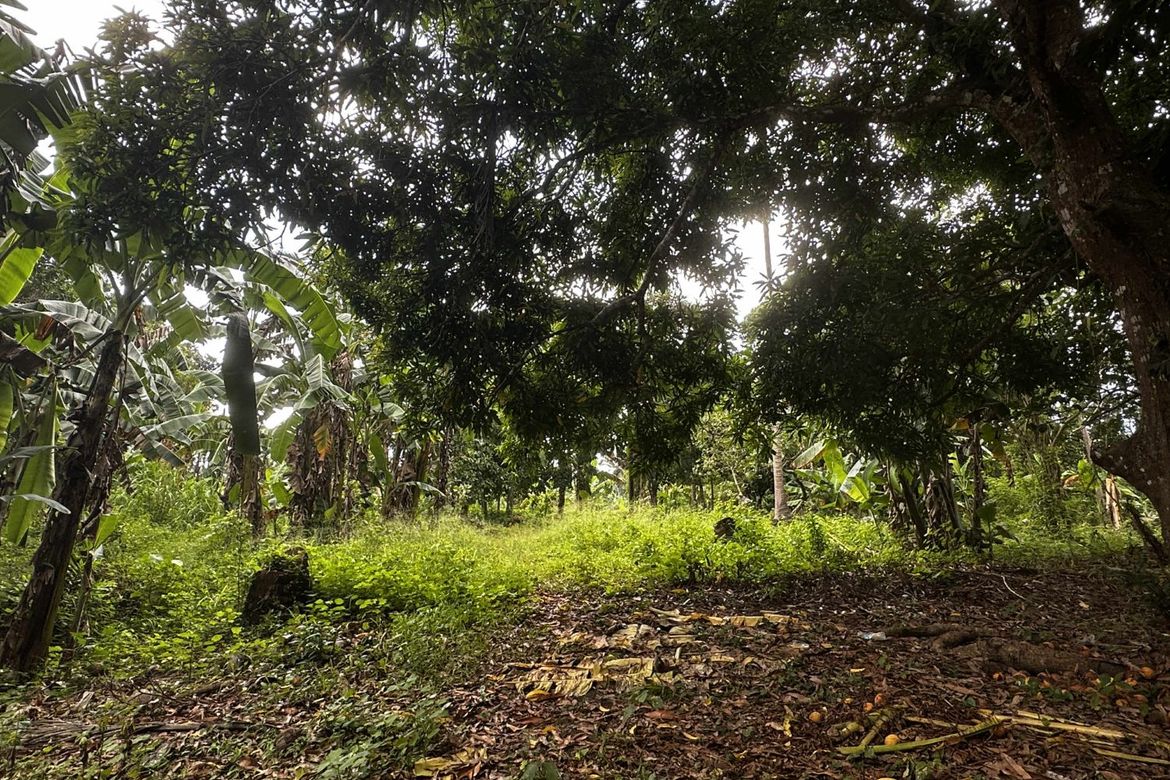 Land for Sale in Taywanak Ilaya, Alfonso, Cavite – photo 2