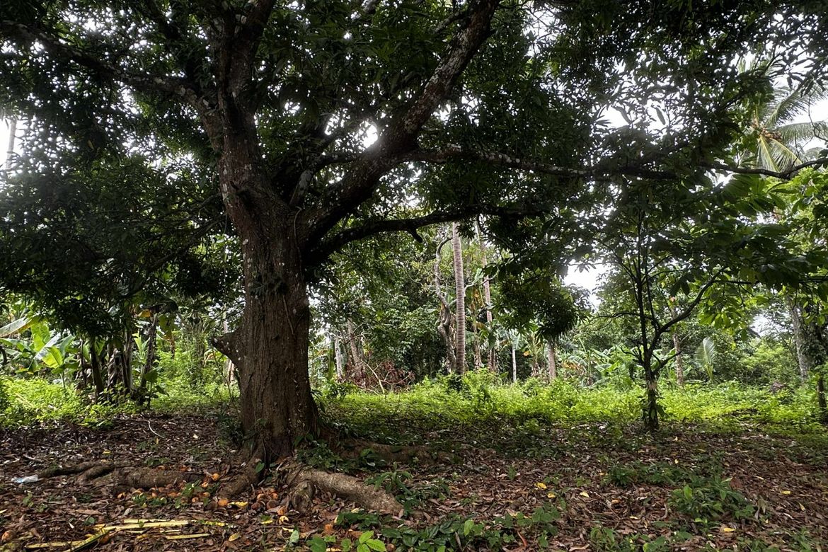 Land for Sale in Taywanak Ilaya, Alfonso, Cavite – photo 8