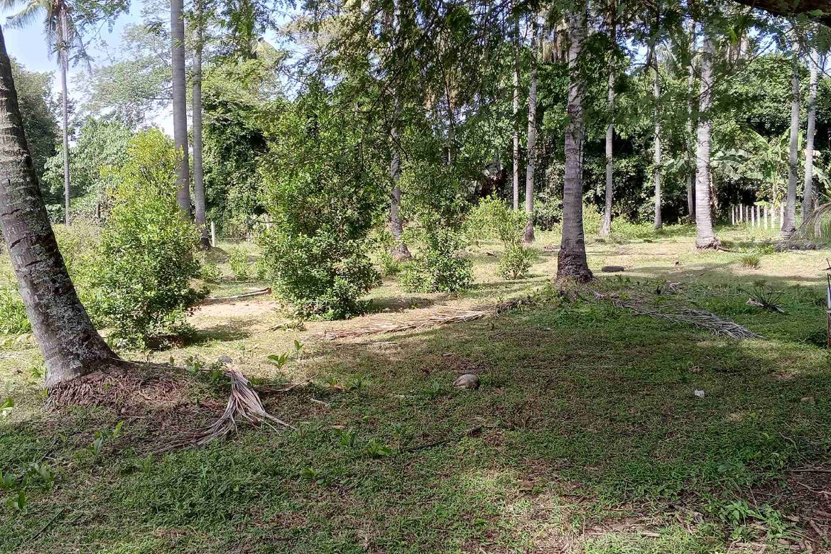 Land for Sale in Teresa, Narra, Palawan