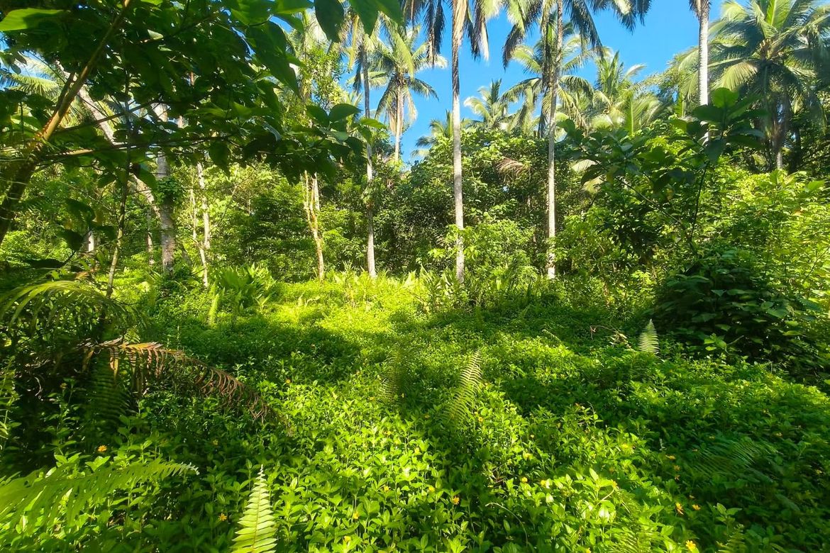 Land for Sale in Tiawe, Lucban, Quezon – photo 3